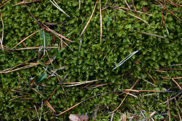 Різноманітні Зелені Ботанічні Види Папороті Конюшини Круглі Листки Зняті Темно — стокове фото