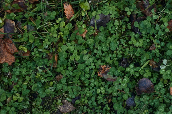 Uma Variedade Espécies Botânicas Verdes Feto Trevo Folhas Redondas Tiro — Fotografia de Stock