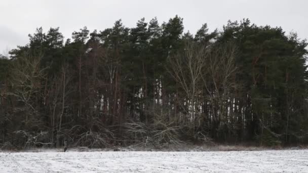 Erdészet Európában tűlevelű erdők külső faanyaga a szántóföldhöz közeli hóesés után — Stock videók