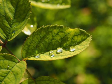 Rosenblatt mit Tautropfen im Sonnenlicht