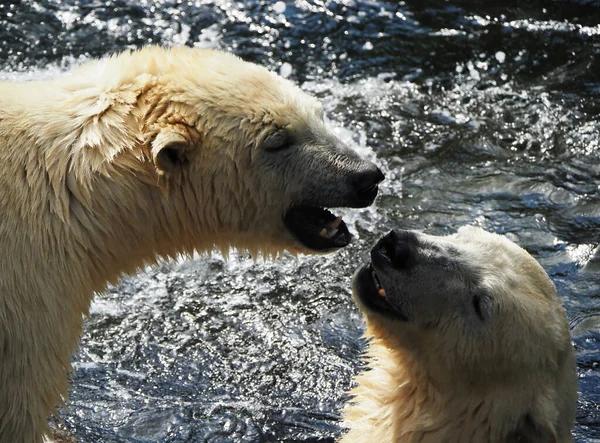 Su kenarında oynayan iki kutup ayısı.