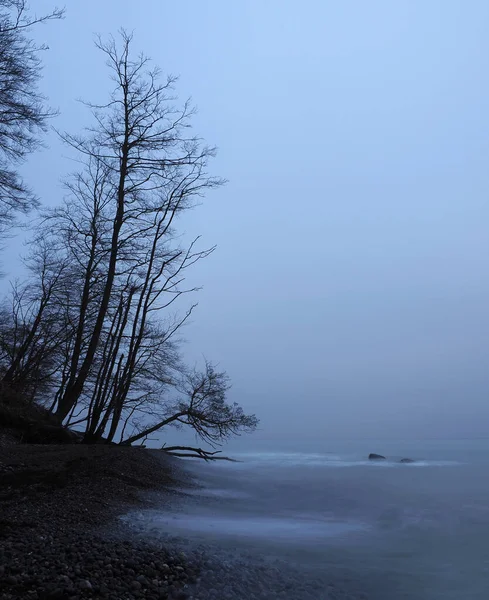 Ağaçlı puslu kıyı şeridi