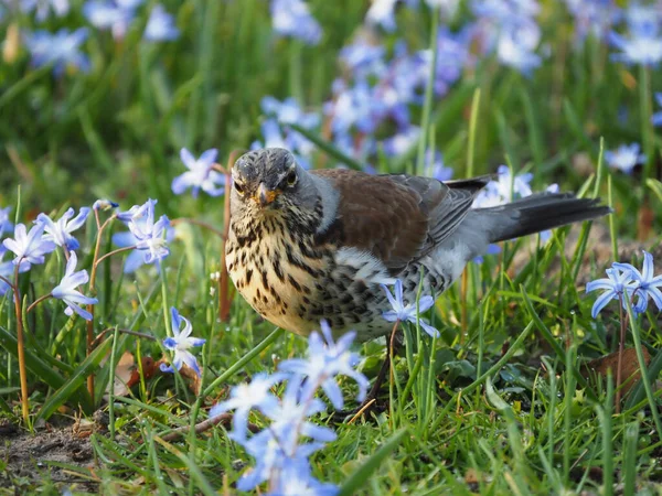 Ardıç kuşu bir çayırda geziniyor 