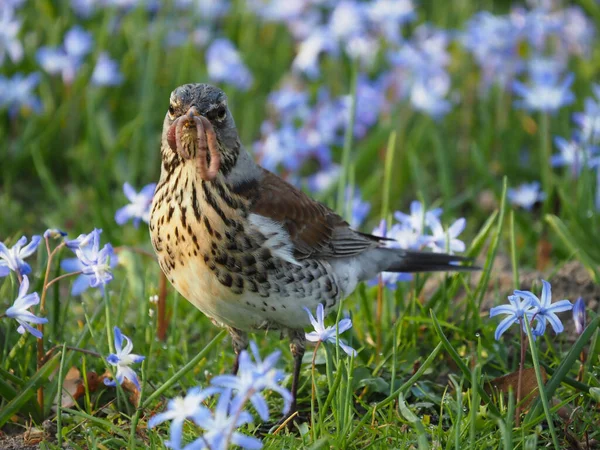 Çiçek tarlasında kahvaltı yapan ardıç kuşu.