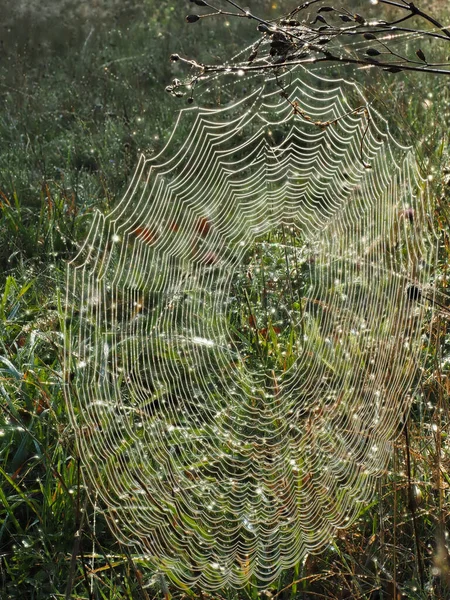 Yuvarlak örümcek ağı Sabah güneşinde çiğ tanesiyle