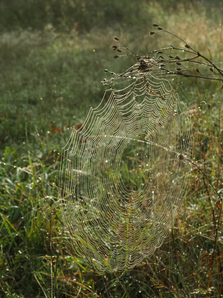 Spindelnät Med Dagg Morgonsolen — Stockfoto