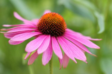 Mor coneflower, echinacea purpurea portre