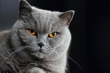 koyu sarı gözlü İngiliz kedi