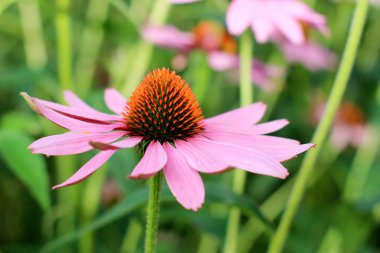 Echinacea purpurea çiçekler