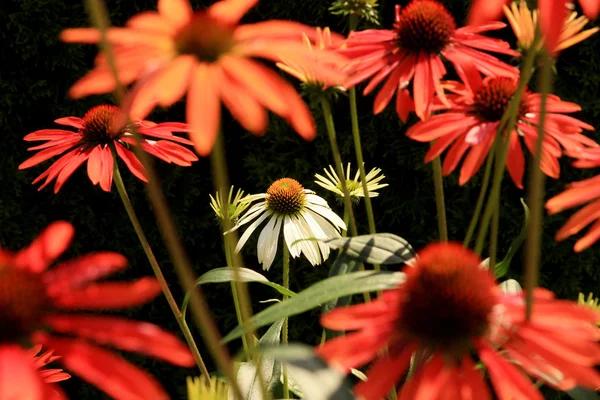 Fiore bianco di echinacea (fiore di cono  ) — Foto Stock