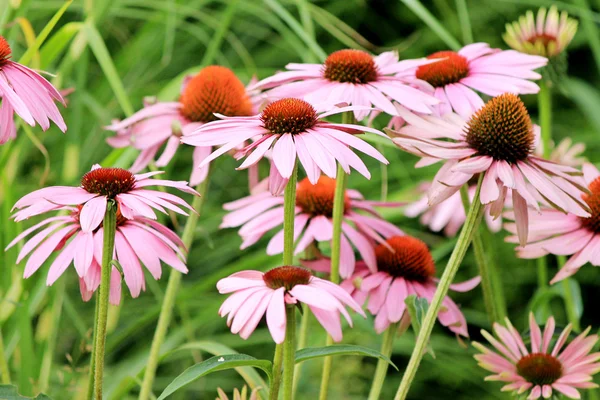 Echinacea purpurea kwiaty — Zdjęcie stockowe