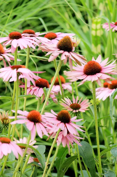 Echinacea purpurea flores — Fotografia de Stock