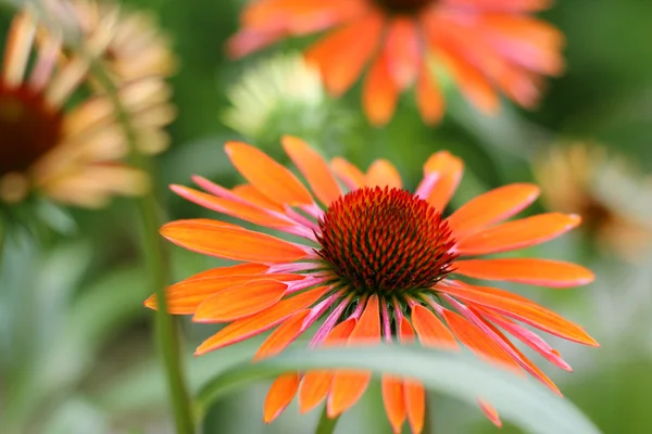 Kwiat Echinacea (stożek kwiat ) — Zdjęcie stockowe