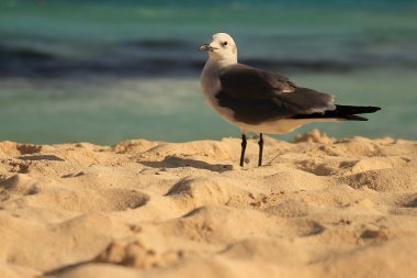 martı mexican Beach