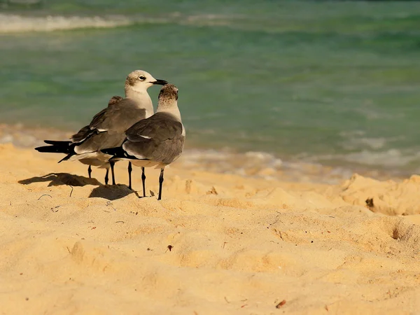 Seagulls on Mexican beach — Stock Photo, Image
