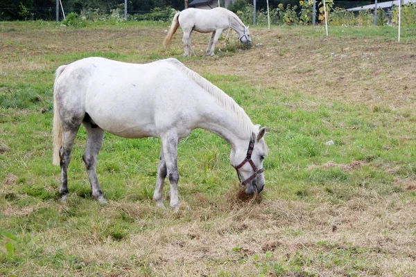 Caballos blancos — Foto de Stock