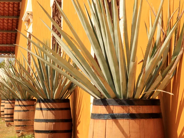 Agave americana ( tequila ingredient ) — Stock Photo, Image