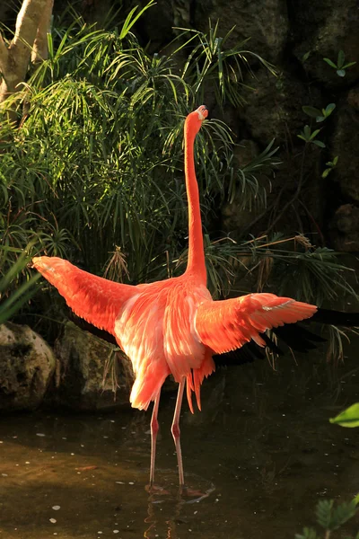 Flamant rose écartant les ailes — Photo