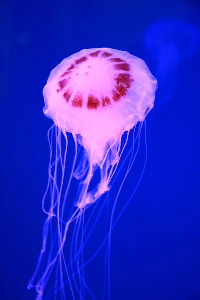 Pink jellyfish in deep blue sea