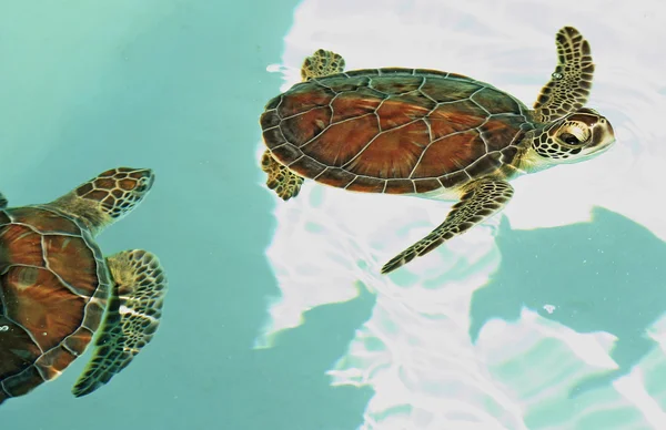 Gefährdete mexikanische Schildkröten — Stockfoto