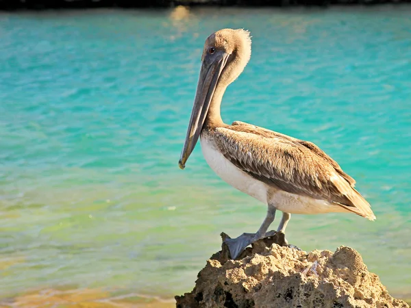 Pellicano maestoso — Foto Stock