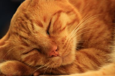 Uyuyan Kedi