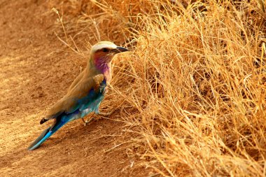 coracias uzunkuyruk-leylak kruvaze makara