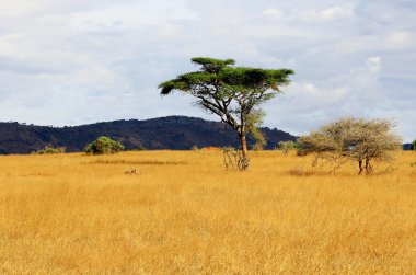 Afrika savana peyzaj