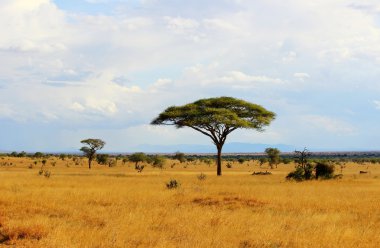 Afrika savana peyzaj