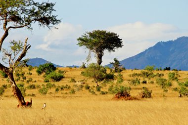 African savannah landscape clipart