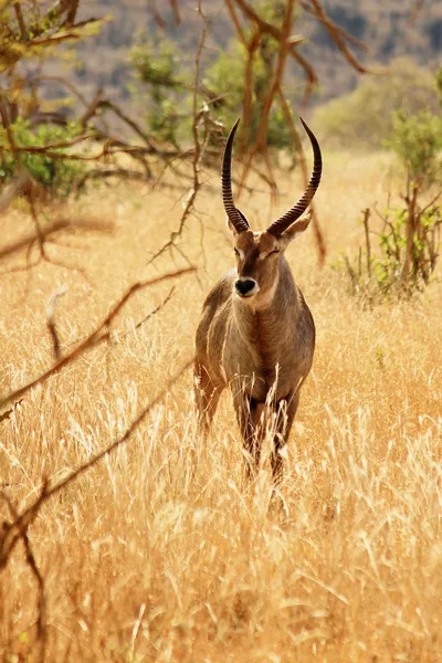 Afrikaanse antilope — Stockfoto
