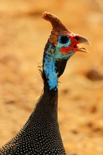 Colorful guinea fowl — Stock Photo, Image