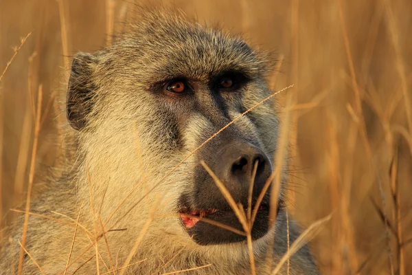 Singe babouin dans le parc Tsavo, Kenya — Photo