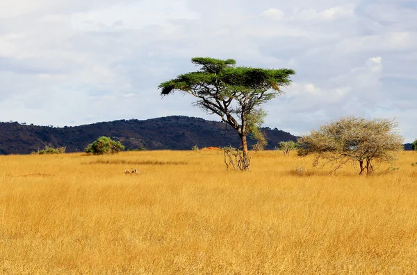 Afrikansk savann landskap Stockfoto