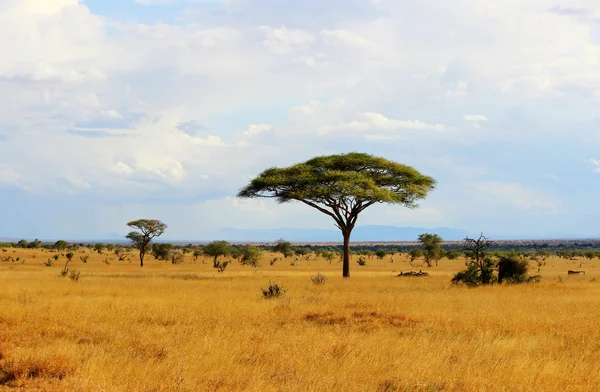 Afrikansk savann landskap Royaltyfria Stockfoton