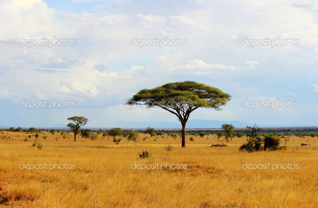 Scattered Acacia Trees, Kenya, Africa без смс