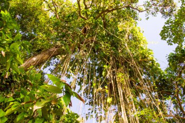 Jungle liana clipart