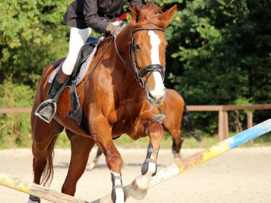 At binme yarışması