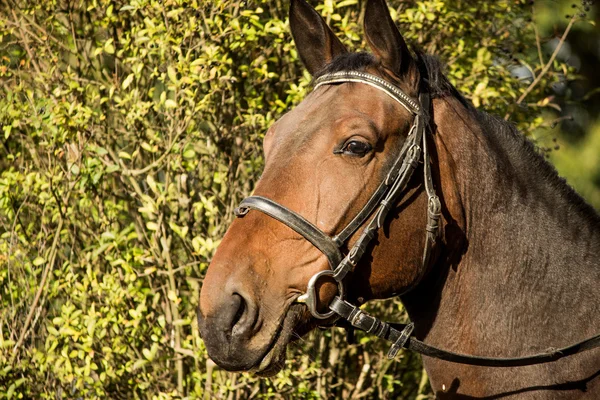 Horse portrait — Stock Photo, Image