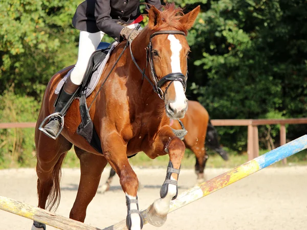 Horse jumping competition — Stock Photo, Image