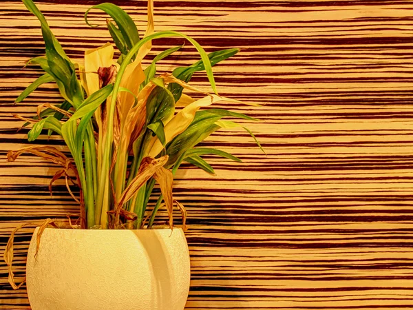 Houseplant su sfondo astratto — Foto Stock