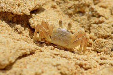 kumlu plaj portre üzerinde minik Yengeç