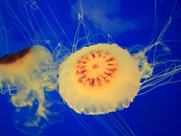 Beautiful jellyfish in deep blue sea — Stock Photo, Image