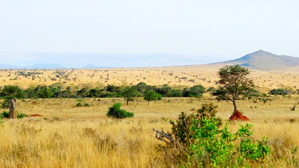 Africké savany krajina — Stock fotografie