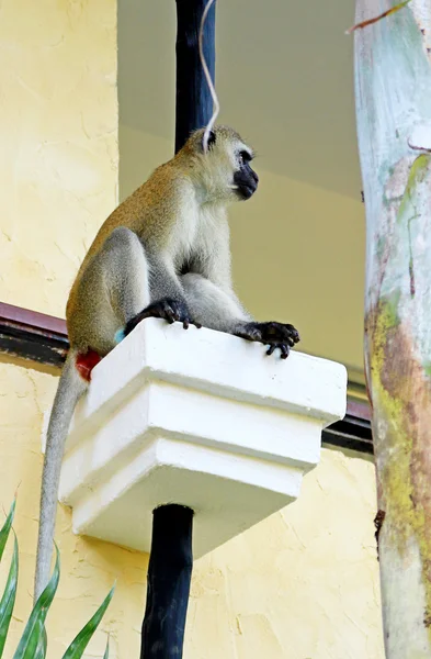 Africké pavián na balkóně hotelů v Keni — Stock fotografie