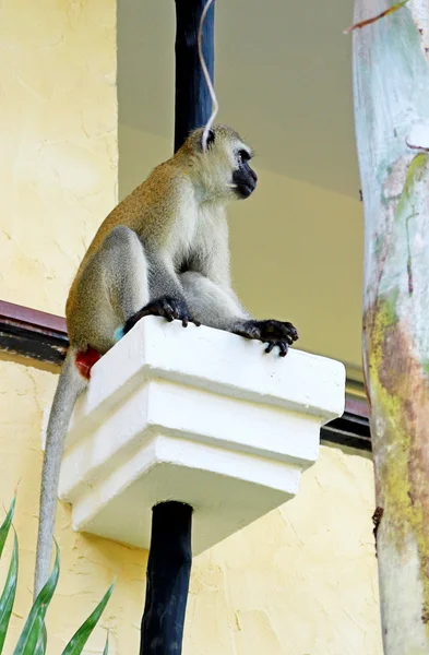 Afrikanischer Pavian auf Hotelbalkon in Kenia — Stockfoto