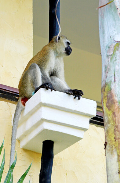 African baboon on hotels balcony in Kenya