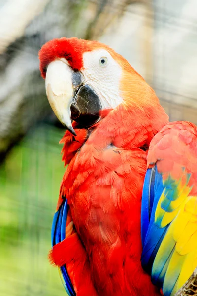 Portrait of a colorful ara parrot — Stock Photo, Image