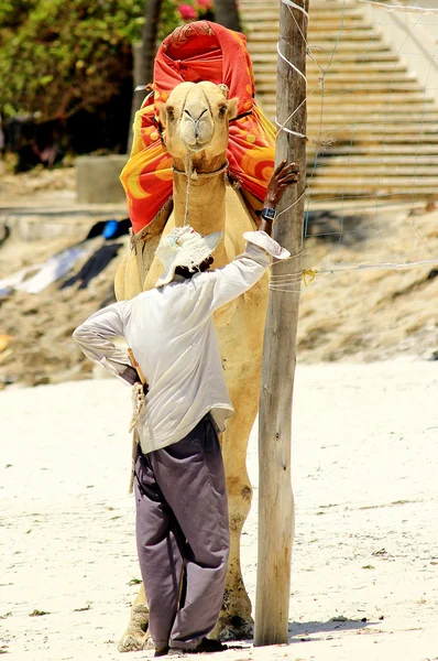 Afrikaner und sein Kamel am Strand — Stockfoto