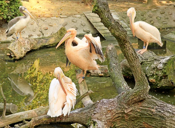 Pelikaner i en djurpark — Stockfoto